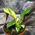 Kép 2/6 - Philodendron 'Green Congo Hybrid Variegata'