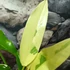 Kép 3/10 - Philodendron imbe 'Variegata'