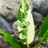 Kép 4/10 - Philodendron imbe 'Variegata'