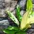 Kép 5/10 - Philodendron imbe 'Variegata'