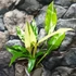 Kép 6/10 - Philodendron imbe 'Variegata'