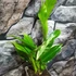 Kép 7/10 - Philodendron imbe 'Variegata'
