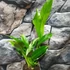 Kép 8/10 - Philodendron imbe 'Variegata'