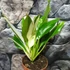 Kép 9/10 - Philodendron imbe 'Variegata'
