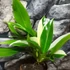 Kép 10/10 - Philodendron imbe 'Variegata'