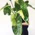 Kép 1/10 - Philodendron imbe 'Variegata'