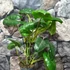 Kép 2/6 - Philodendron burle marx