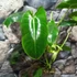 Kép 3/6 - Philodendron burle marx