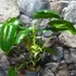 Kép 5/6 - Philodendron burle marx