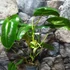 Kép 6/6 - Philodendron burle marx