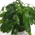 Kép 1/6 - Philodendron burle marx