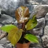 Kép 2/7 - Philodendron 'McColley's Finale'