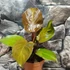 Kép 3/7 - Philodendron 'McColley's Finale'