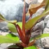 Kép 4/7 - Philodendron 'McColley's Finale'