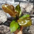Kép 5/7 - Philodendron 'McColley's Finale'