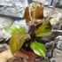 Kép 6/7 - Philodendron 'McColley's Finale'