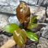 Kép 7/7 - Philodendron 'McColley's Finale'