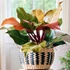 Kép 1/7 - Philodendron 'McColley's Finale'