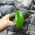 Kép 2/7 - Philodendron joepii csemete
