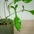Kép 1/7 - Philodendron joepii csemete