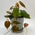 Kép 1/6 - Philodendron scandens micans
