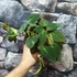 Kép 6/6 - Philodendron scandens micans