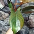 Kép 3/6 - Philodendron 'Florida Bronze'