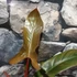 Kép 5/6 - Philodendron 'Florida Bronze'