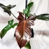 Kép 1/6 - Philodendron 'Florida Bronze'