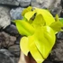 Kép 2/8 - Philodendron scandens ‘Lemon Lime’