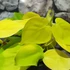 Kép 5/8 - Philodendron scandens ‘Lemon Lime’