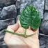Kép 4/6 - Philodendron brandtianum 'Silver' vágott dugvány levél nélkül