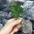 Kép 6/6 - Philodendron brandtianum 'Silver' vágott dugvány levél nélkül