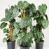 Kép 1/6 - Philodendron brandtianum 'Silver' vágott dugvány levél nélkül