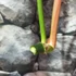 Kép 2/6 - Philodendron pastazanum vágott dugvány levél nélkül