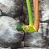 Kép 4/6 - Philodendron pastazanum vágott dugvány levél nélkül