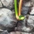 Kép 5/6 - Philodendron pastazanum vágott dugvány levél nélkül