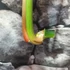 Kép 6/6 - Philodendron pastazanum vágott dugvány levél nélkül