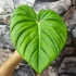 Kép 3/6 - Philodendron pastazanum vágott dugvány levél nélkül