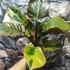 Kép 10/12 - Philodendron black cardinal 'Variegata'