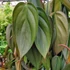 Kép 1/9 - Philodendron burle marx fantasy