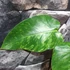Kép 4/9 - Philodendron giganteum marble 'Variegata'