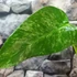 Kép 5/9 - Philodendron giganteum marble 'Variegata'