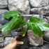 Kép 6/9 - Philodendron giganteum marble 'Variegata'