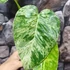 Kép 7/9 - Philodendron giganteum marble 'Variegata'