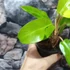 Kép 9/9 - Philodendron 'Thai Sunrise'