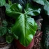Kép 1/5 - Philodendron Barrosoanum