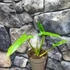 Kép 2/5 - Philodendron Barrosoanum