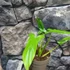 Kép 3/5 - Philodendron Barrosoanum