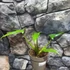 Kép 5/5 - Philodendron Barrosoanum